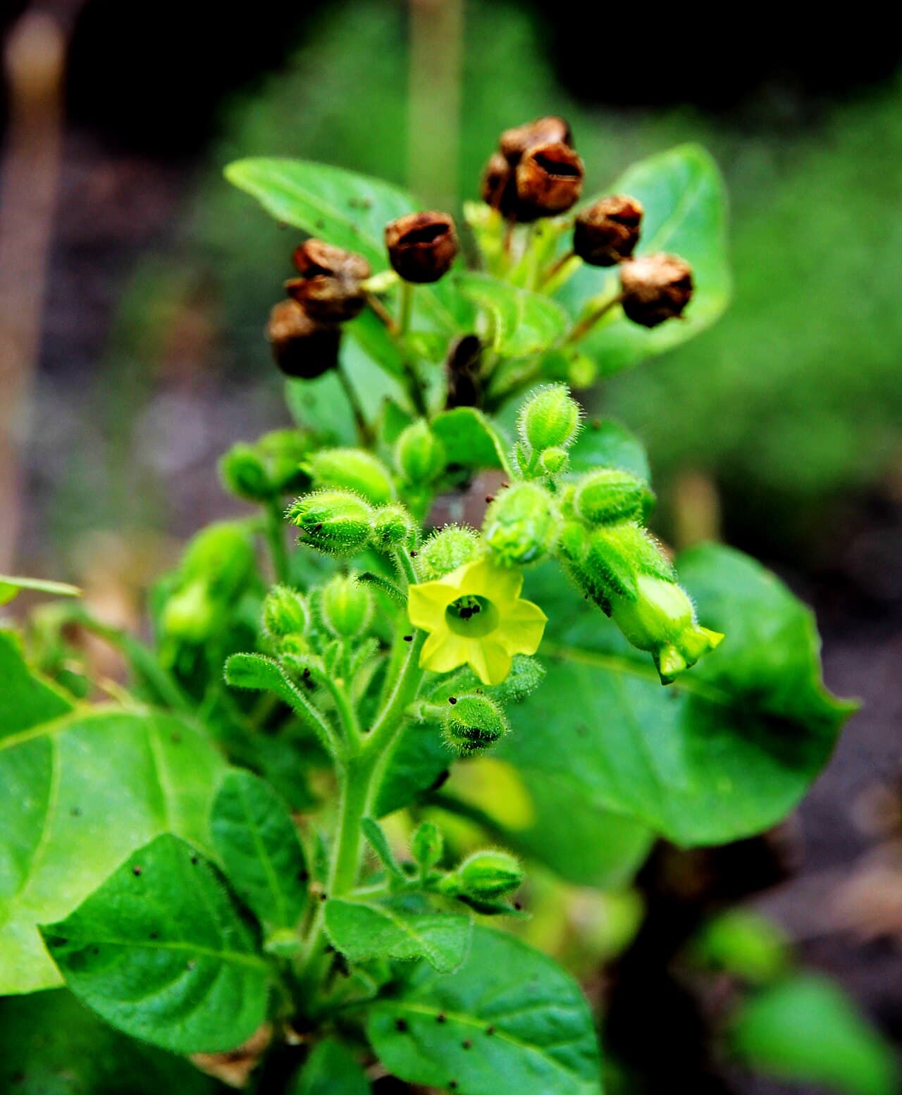 Reference image for Nicotiana rustica