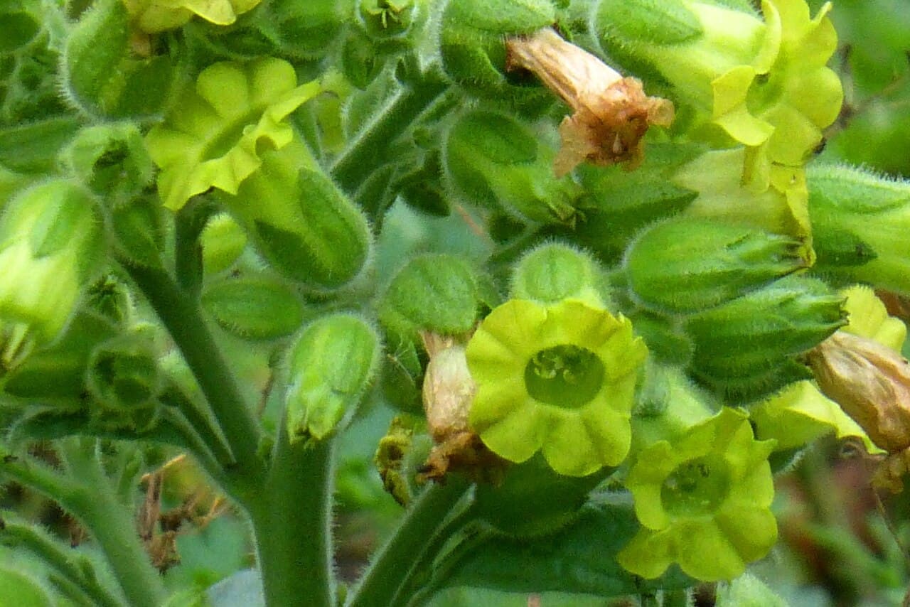 Reference image for Nicotiana rustica