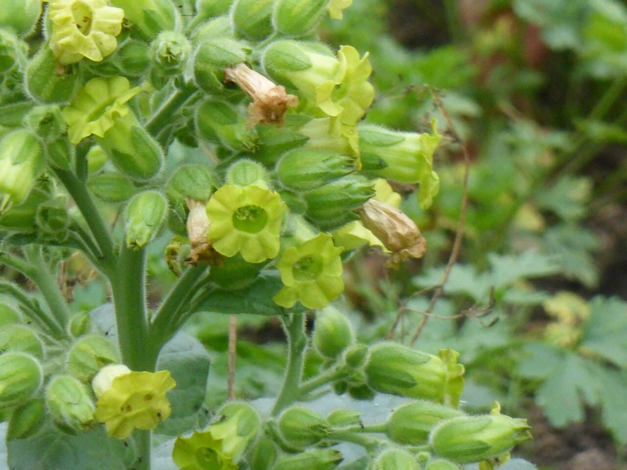 Reference image for Nicotiana rustica
