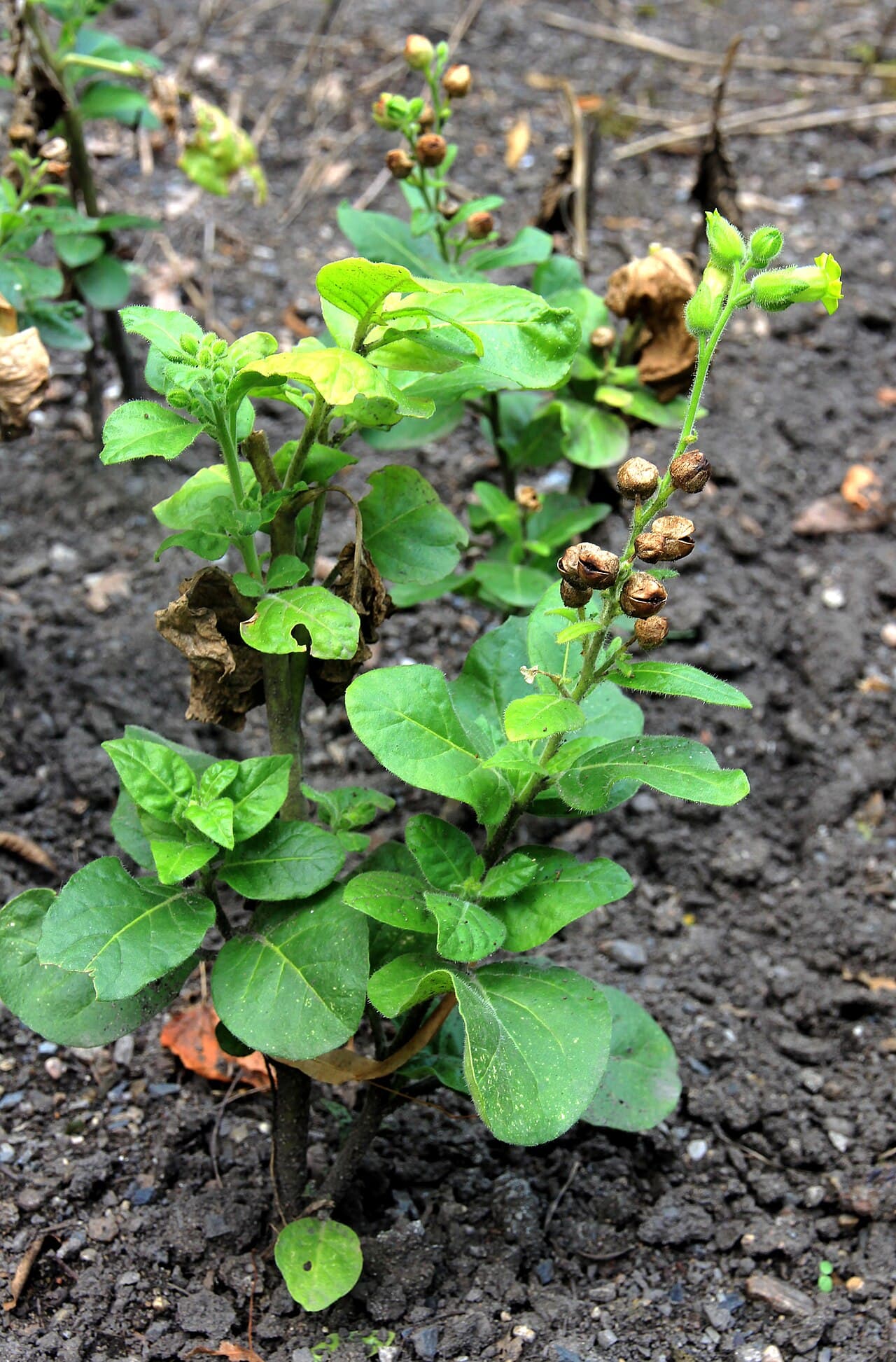 Reference image for Nicotiana rustica