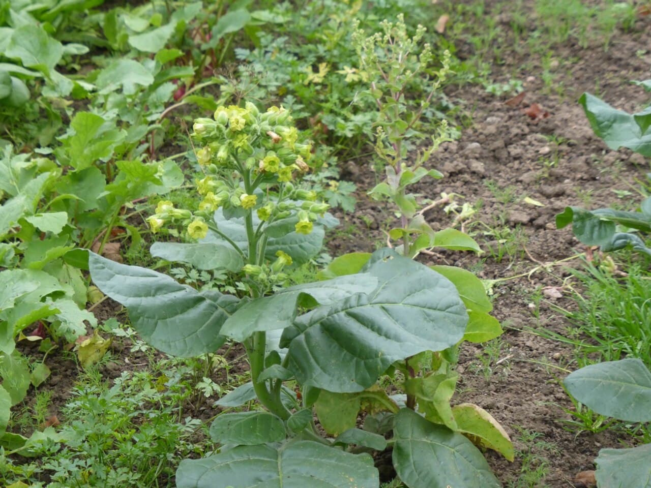 Reference image for Nicotiana rustica