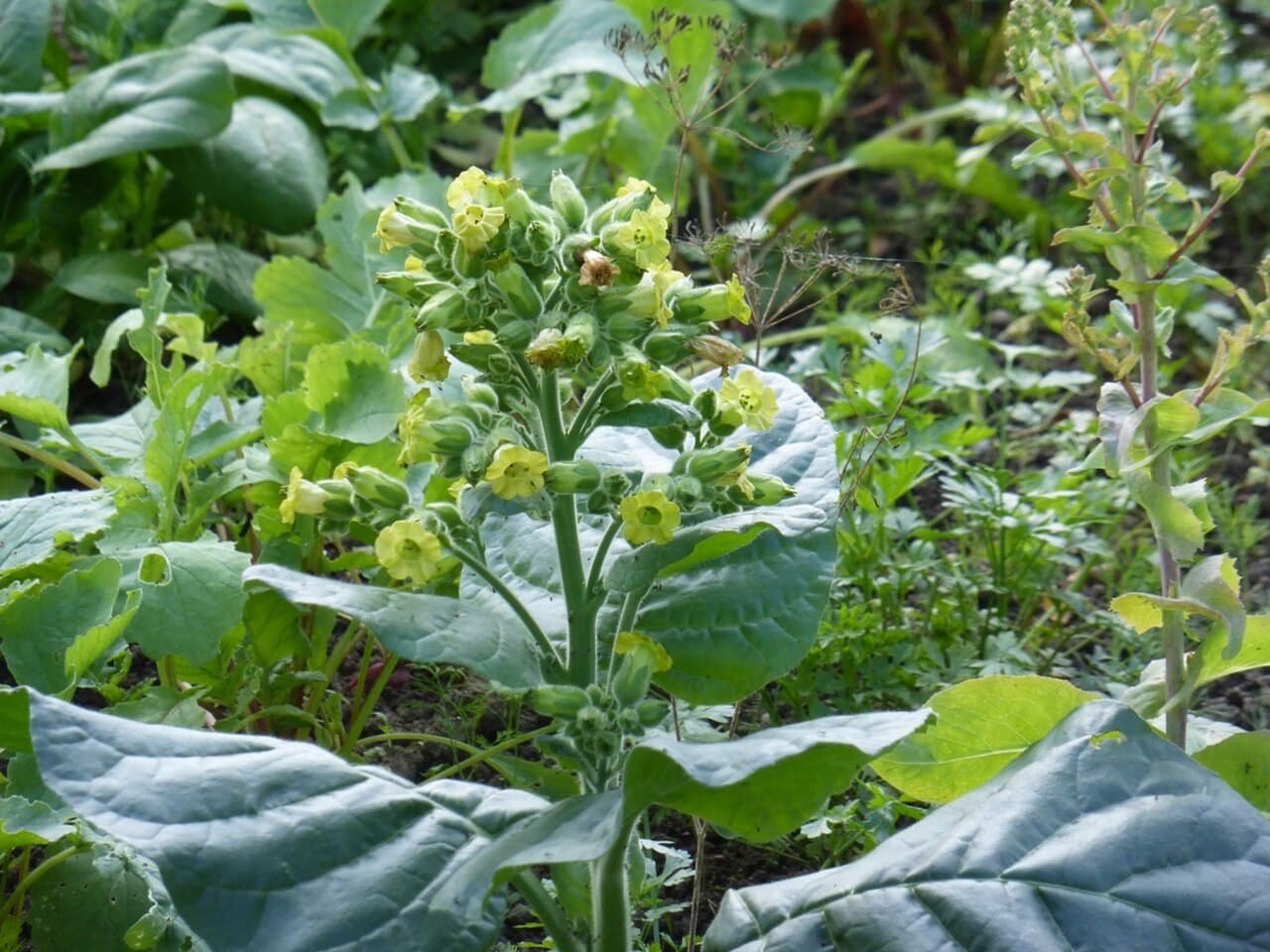 Reference image for Nicotiana rustica