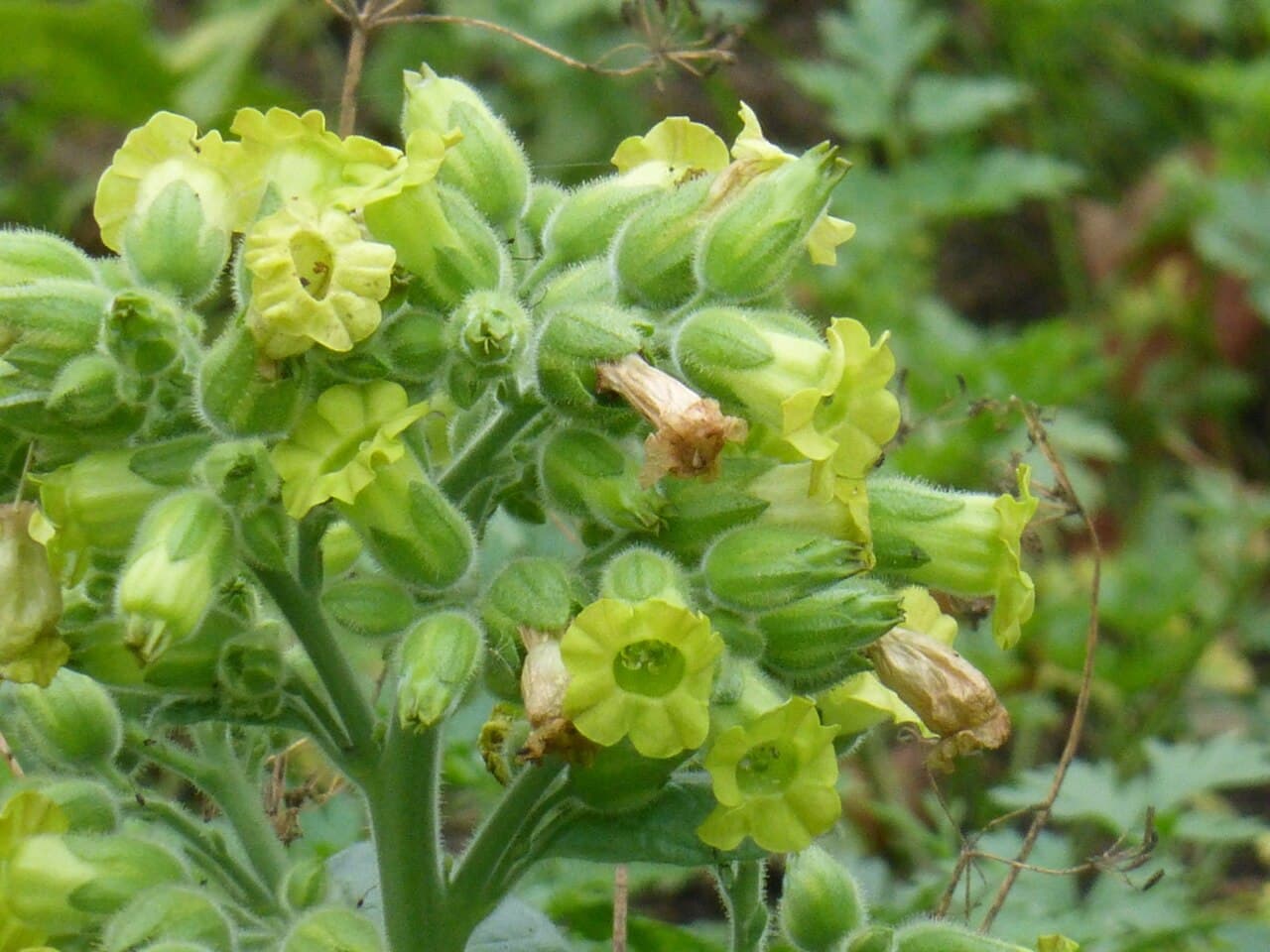 Reference image for Nicotiana rustica