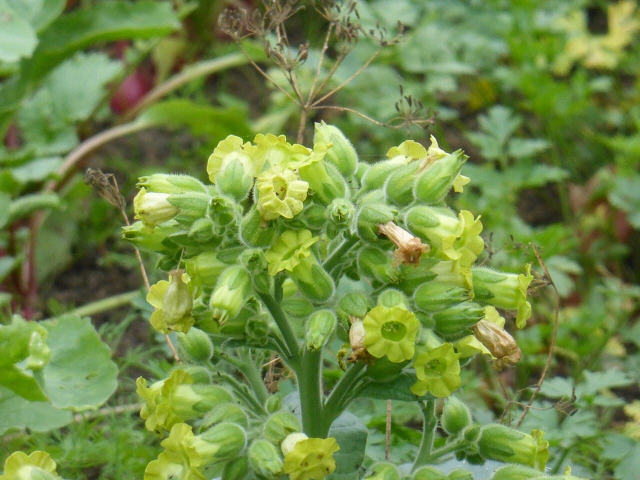 Reference image for Nicotiana rustica