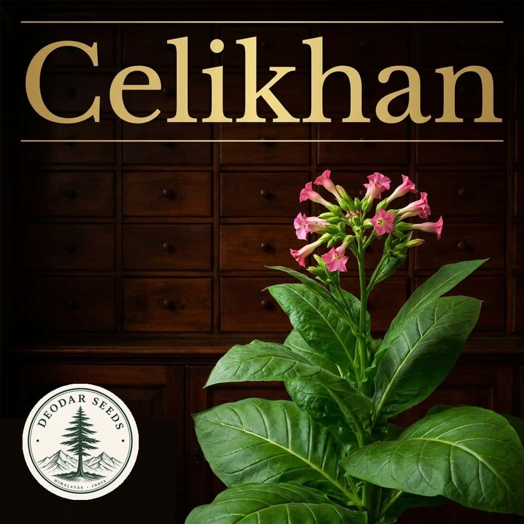 Tobacco Celikhan Seeds — AI-generated kit illustration