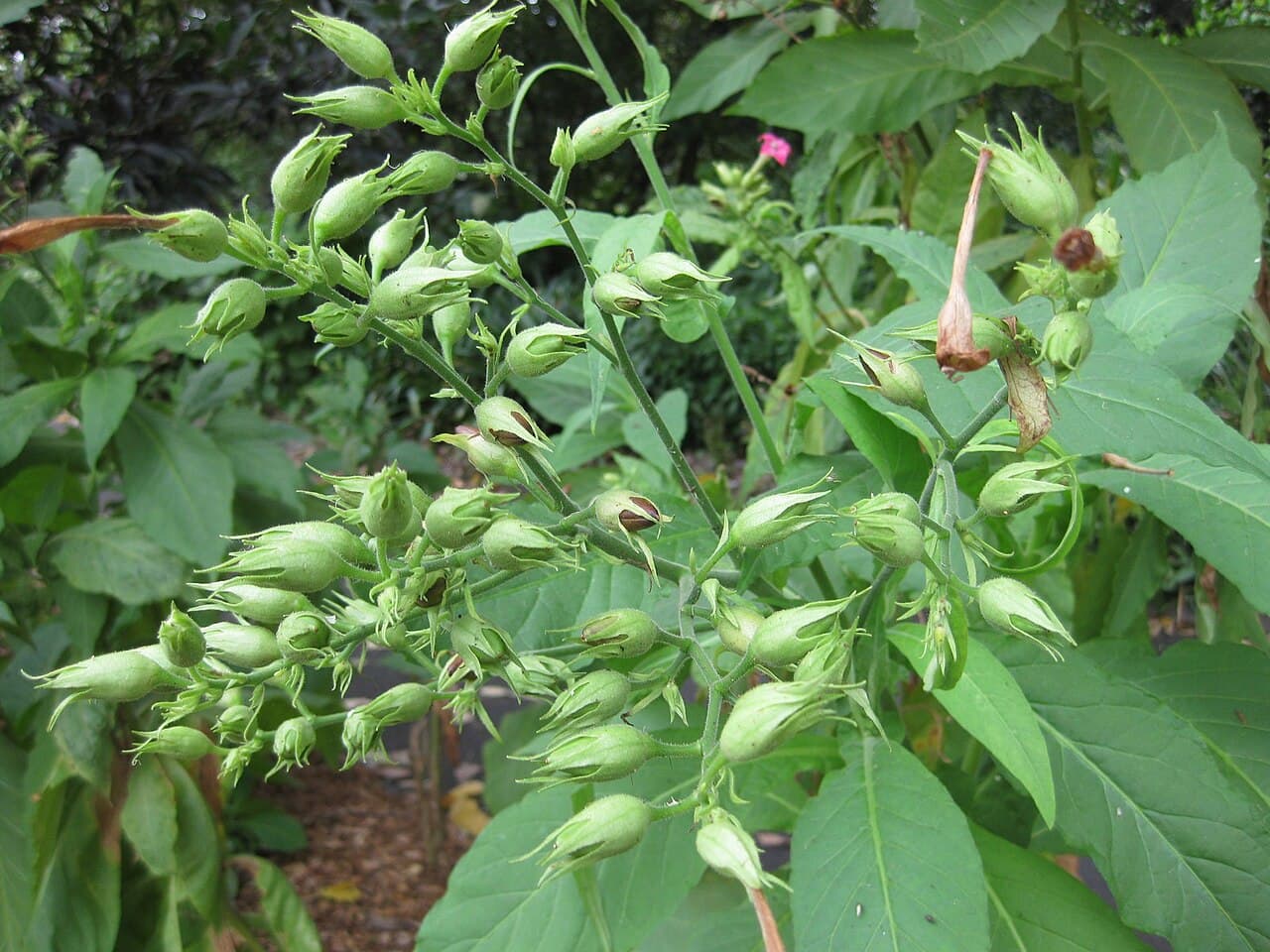 Reference image for Nicotiana tabacum