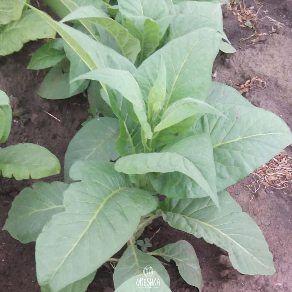 Tobacco Gold dollar Seeds