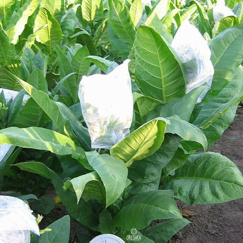 Tobacco Hungarian Simox Seeds