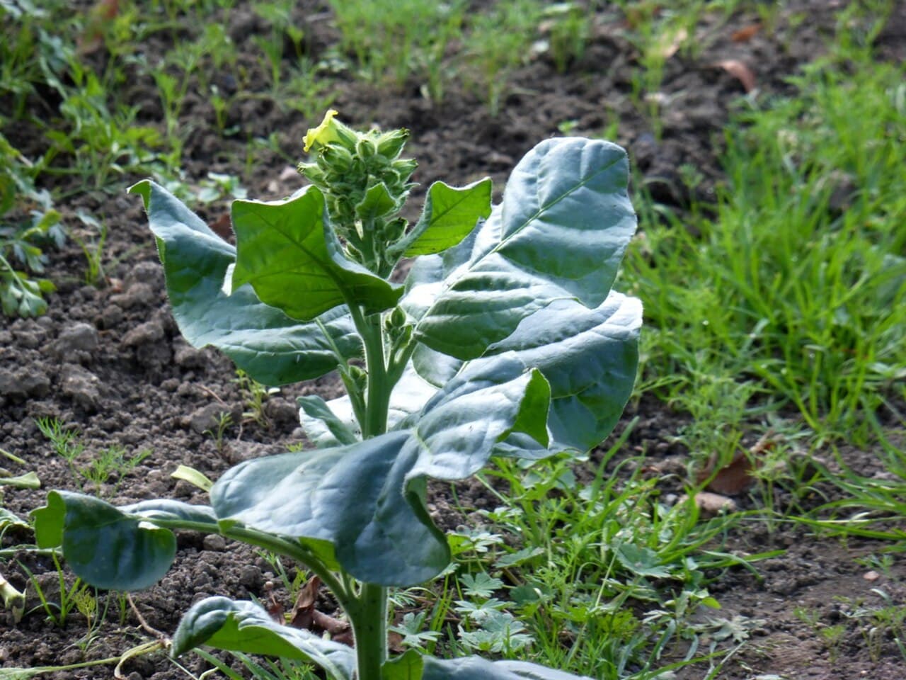Reference image for Nicotiana rustica