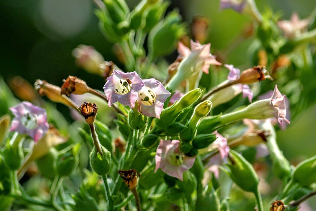 Reference image for Nicotiana tabacum