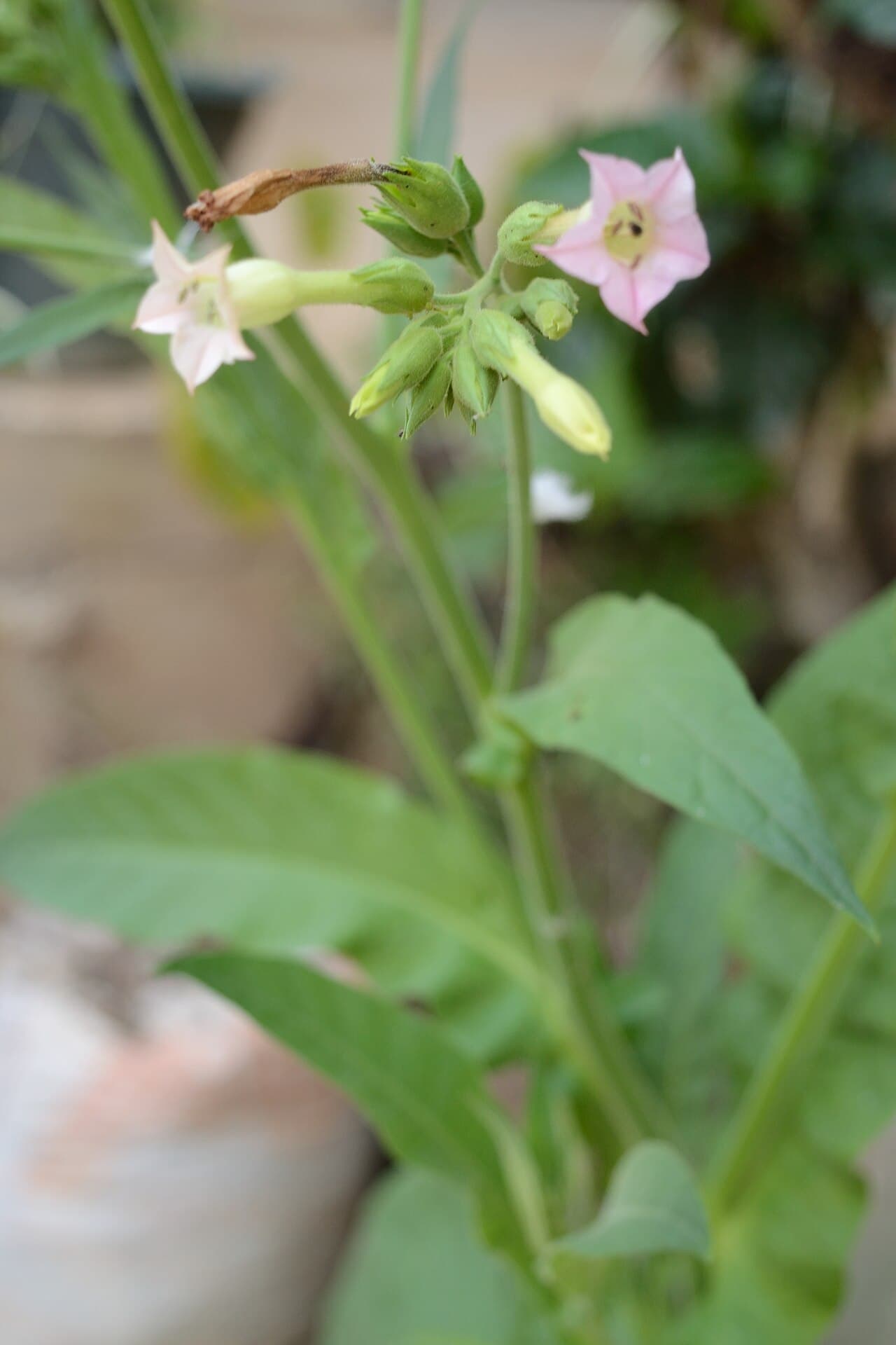 Reference image for Nicotiana tabacum