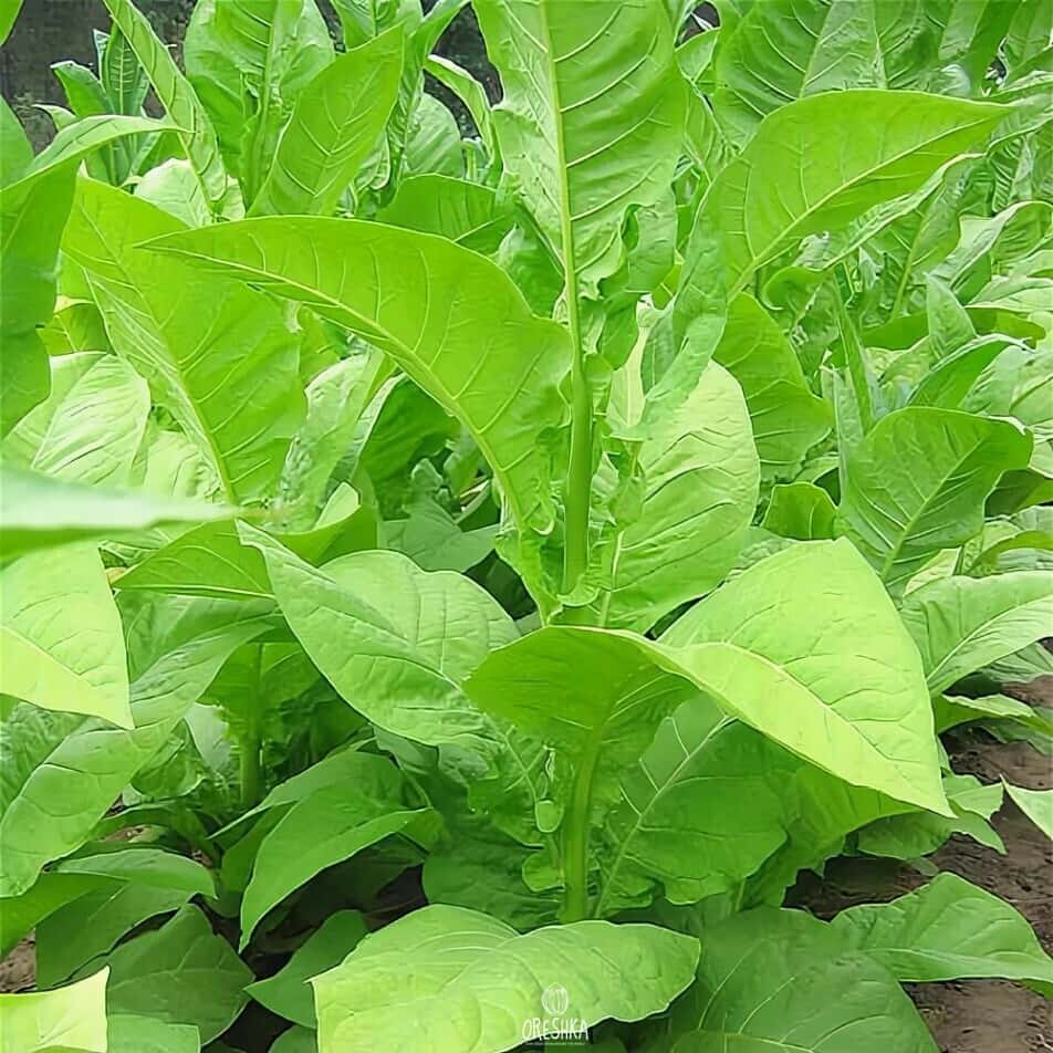 Tobacco Big Gem Seeds