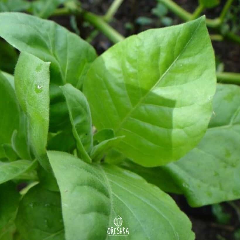 Tobacco Chilean Seeds