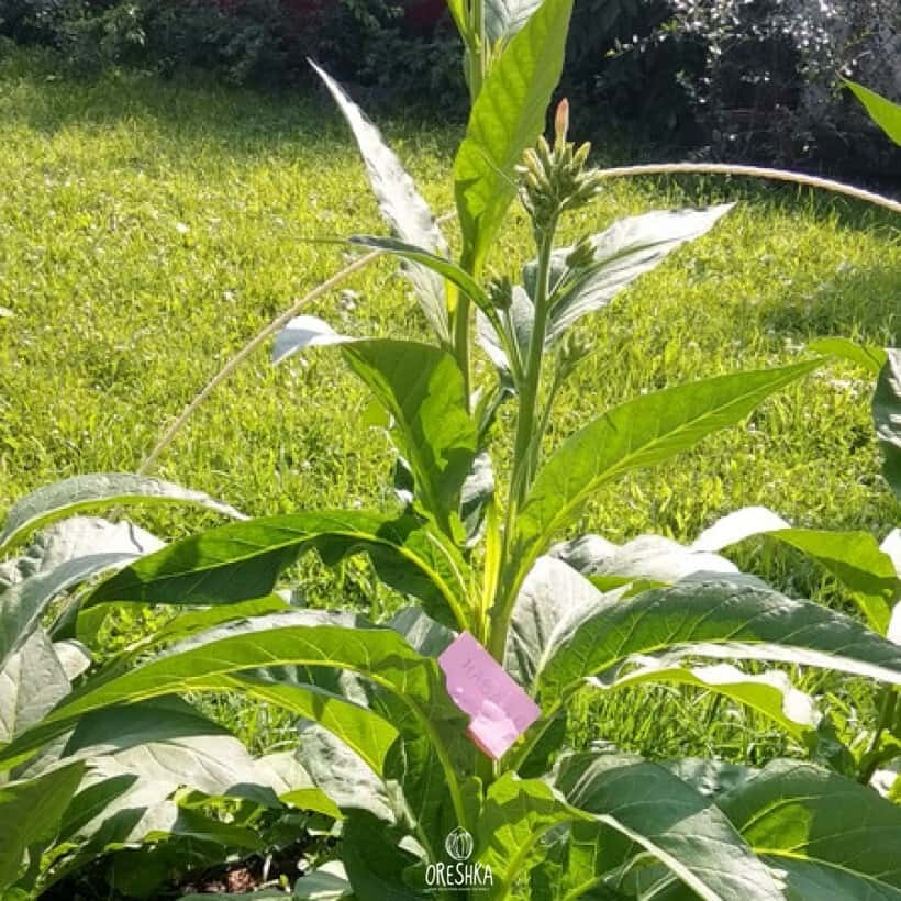 Tobacco Habano 2000 Seeds