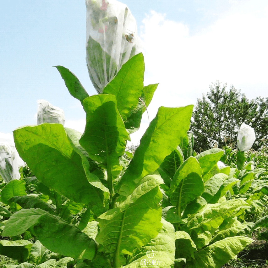 Tobacco Burley 38 Seeds