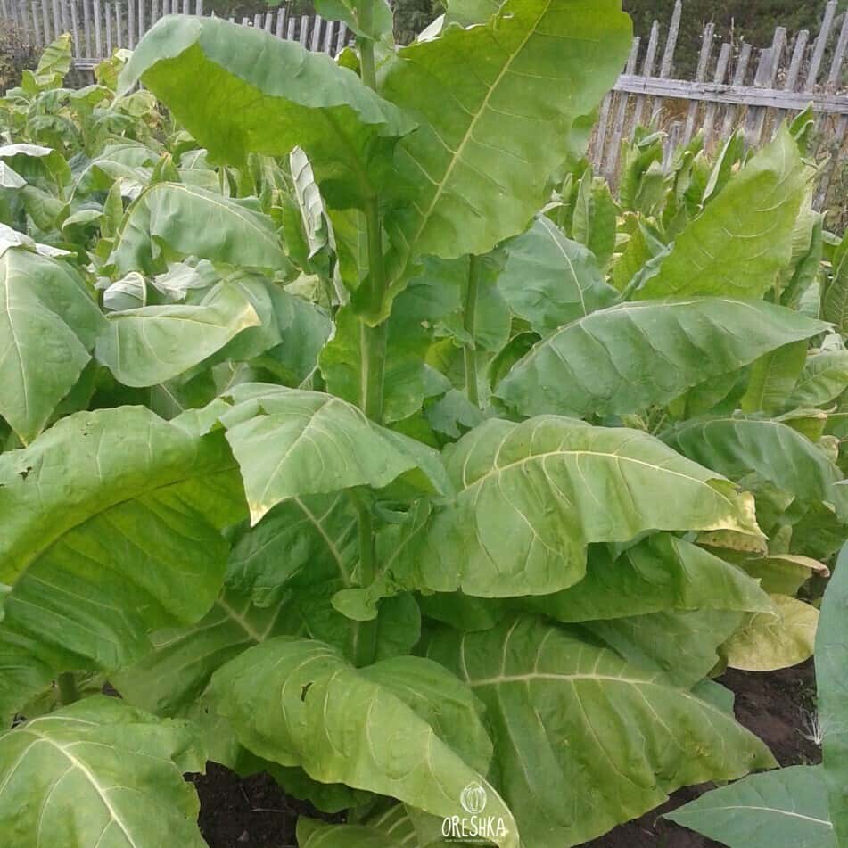 Tobacco Zeltolistny 36 Seeds