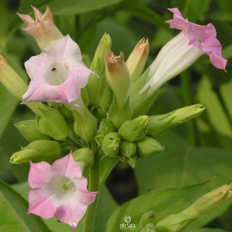 Tobacco Smyrna Seeds
