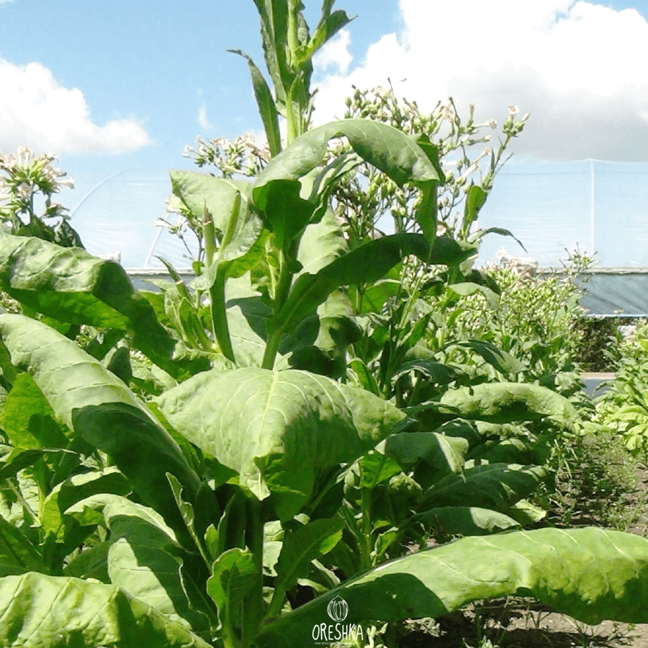 Tobacco Burley-B21 Seeds