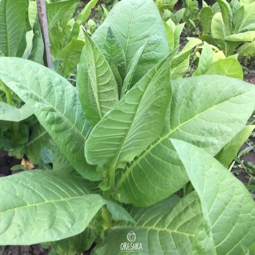 Tobacco Burley Dark Strong Seeds