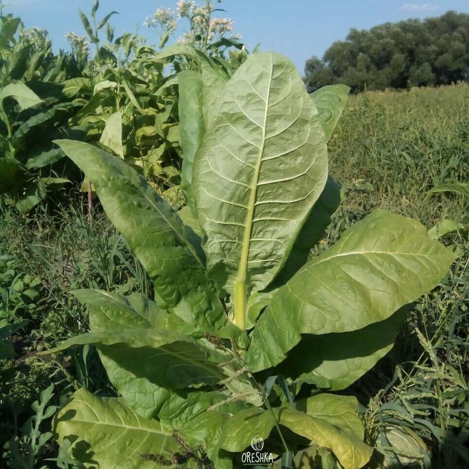Tobacco Monte Calme Seeds