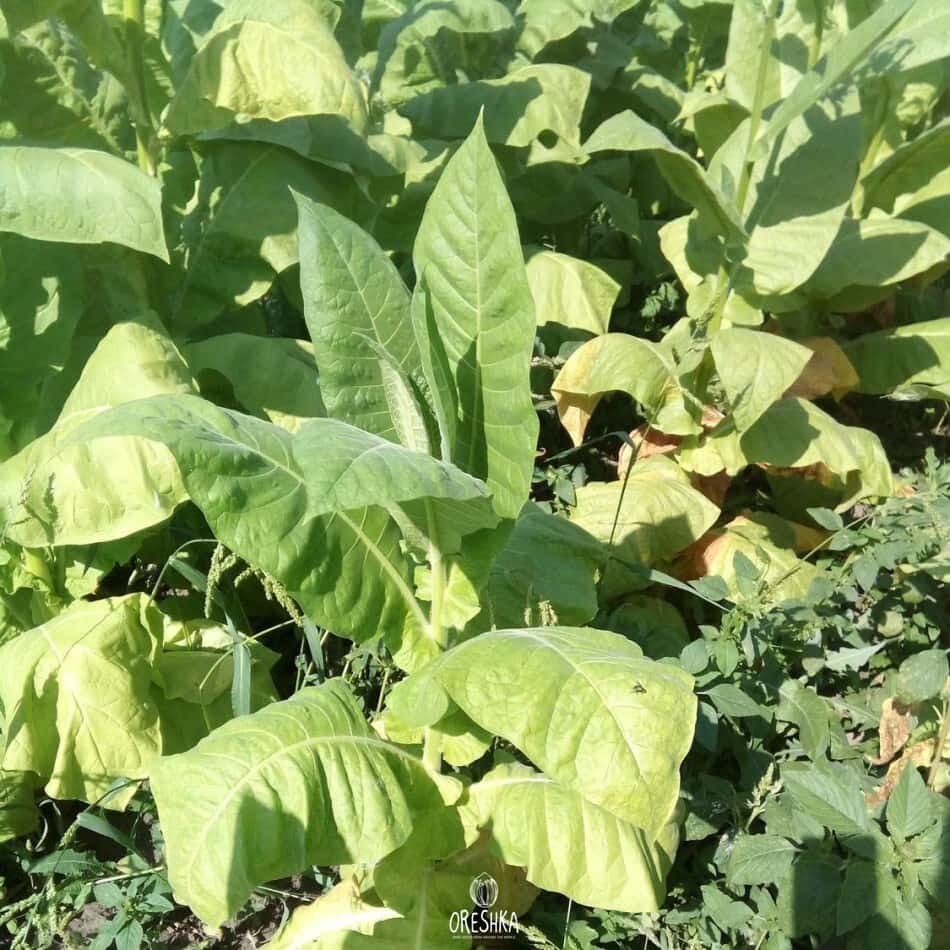 Tobacco Stolac 17 Seeds