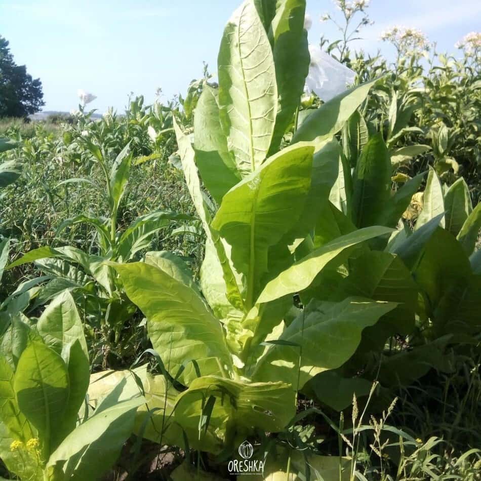 Tobacco Brjanski Seeds