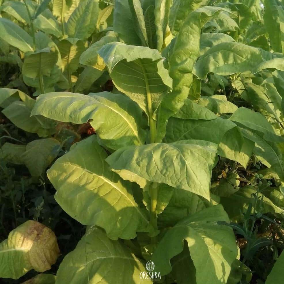 Tobacco Adjarian Seeds