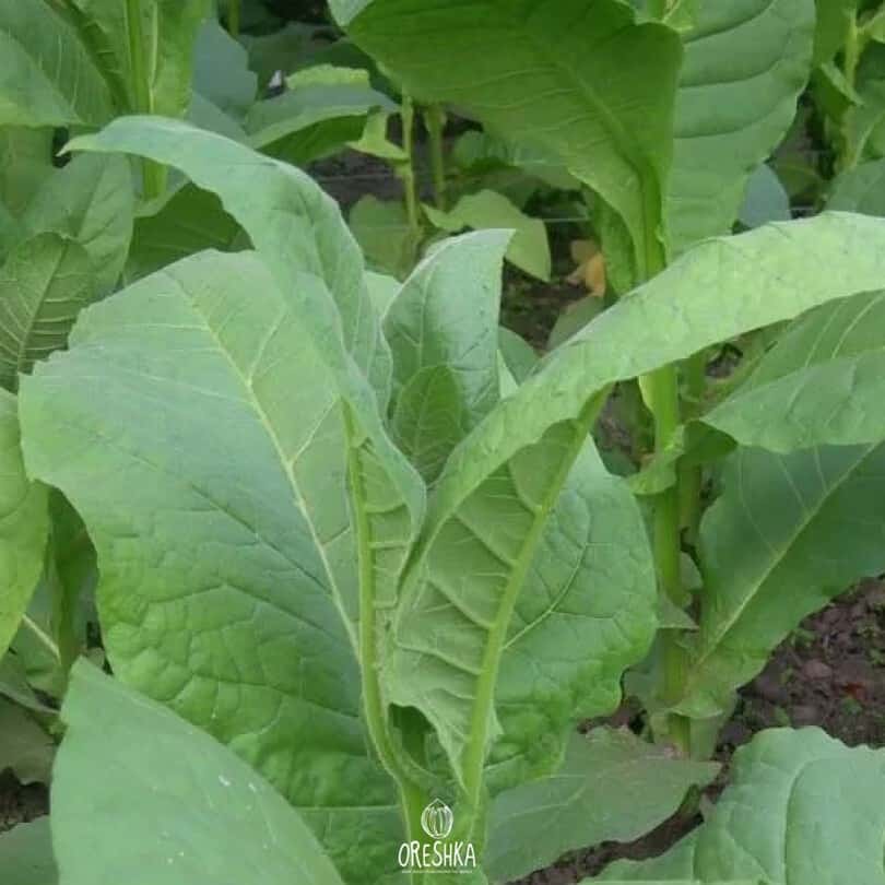 Tobacco Golden Harvest Seeds