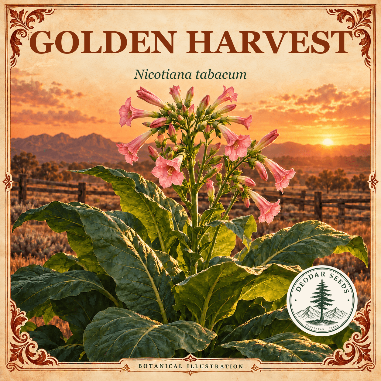 Illustrated cover: GOLDEN HARVEST (Nicotiana tabacum)