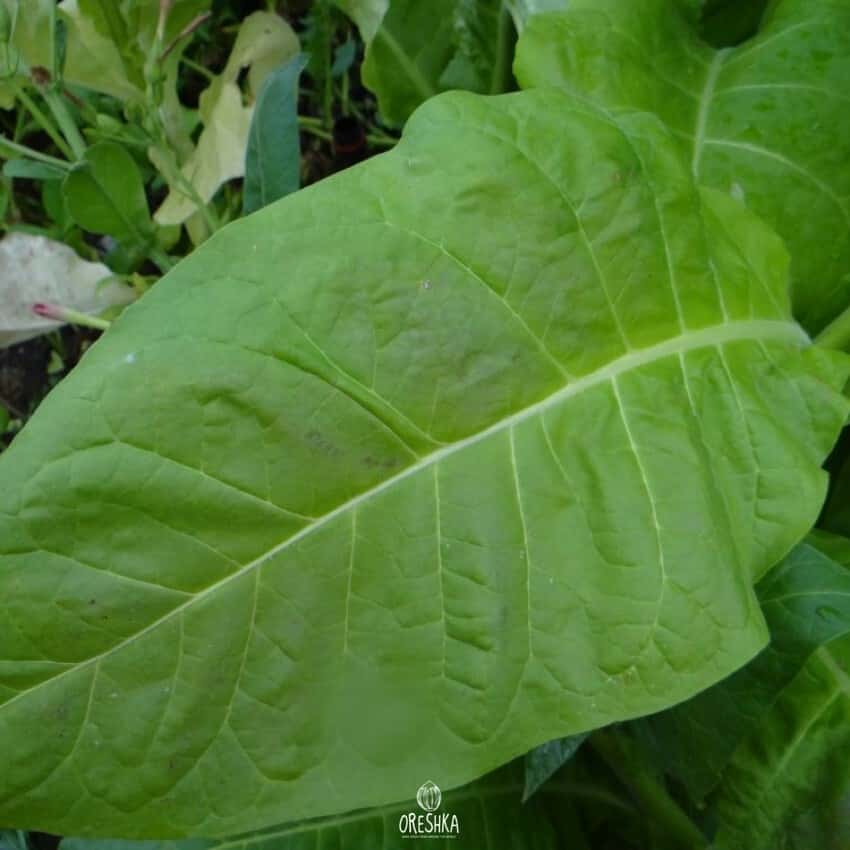 Tobacco Cigarny 7 (Cigar 7) Seeds