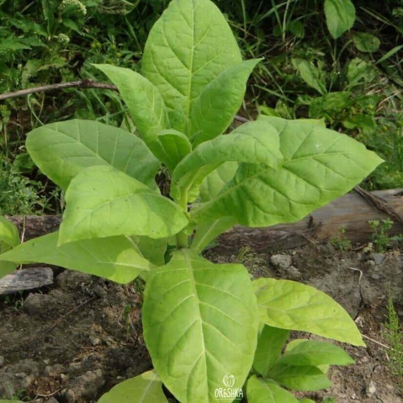 Tobacco American 14 Seeds