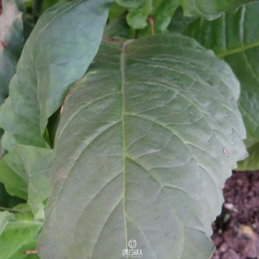Tobacco Kumanovo Seeds