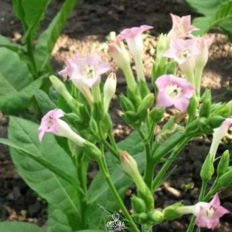 Tobacco Havana K2-24 Seeds