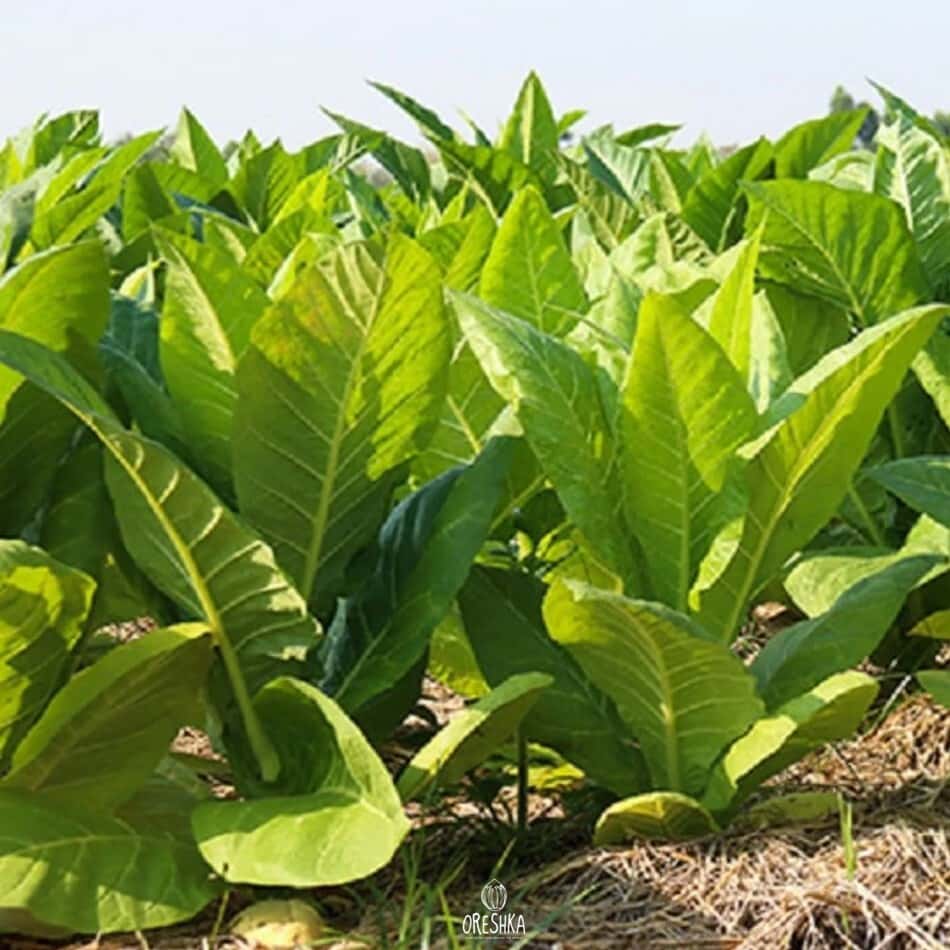 Tobacco Virginia Gold Holland Seeds