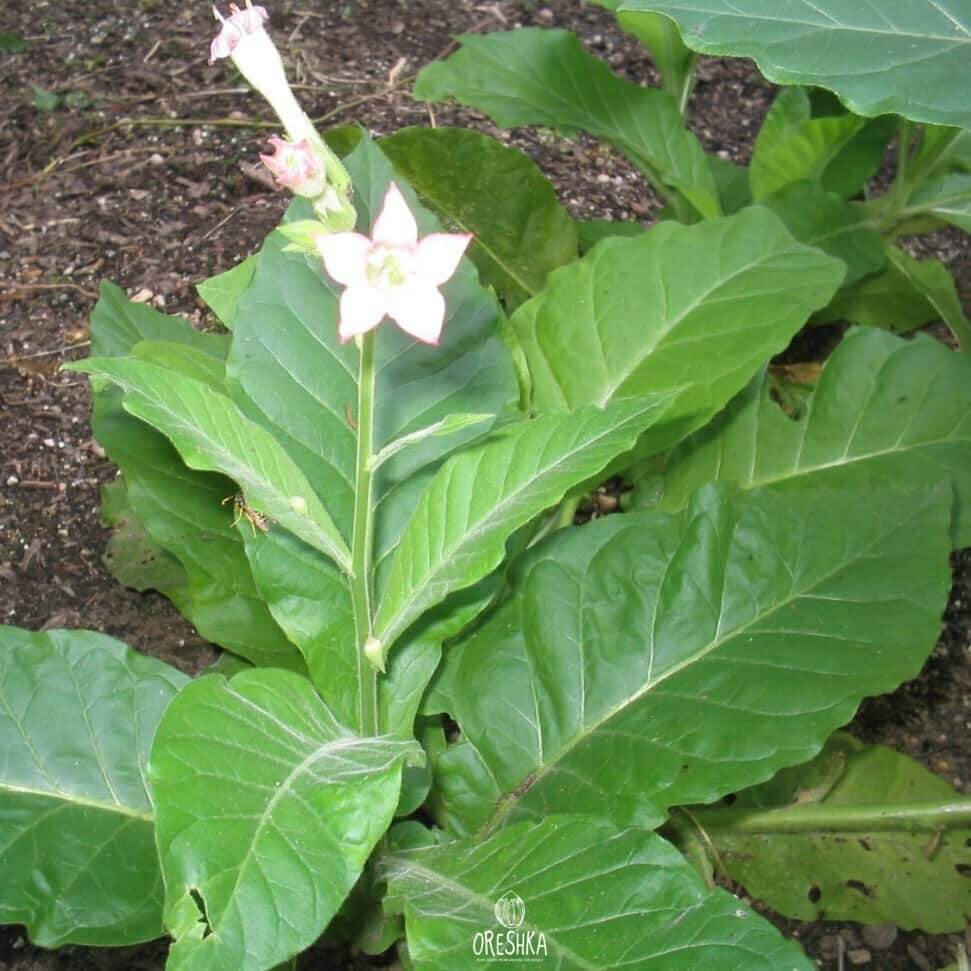 Tobacco Madole dark Seeds