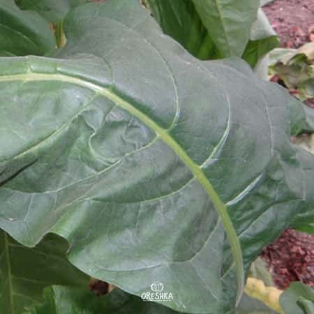 Tobacco Jaffna Germany Seeds