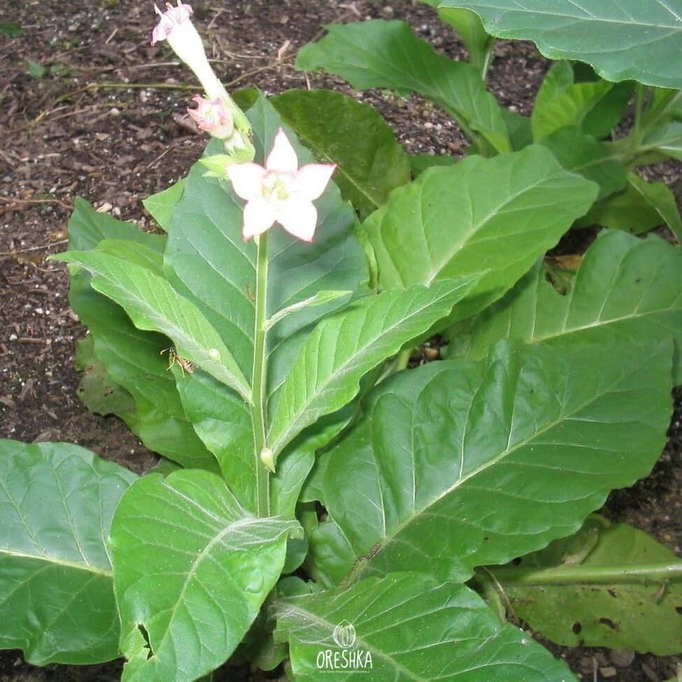 Tobacco Lizard tail Orinoco x Turtle Foot Seeds