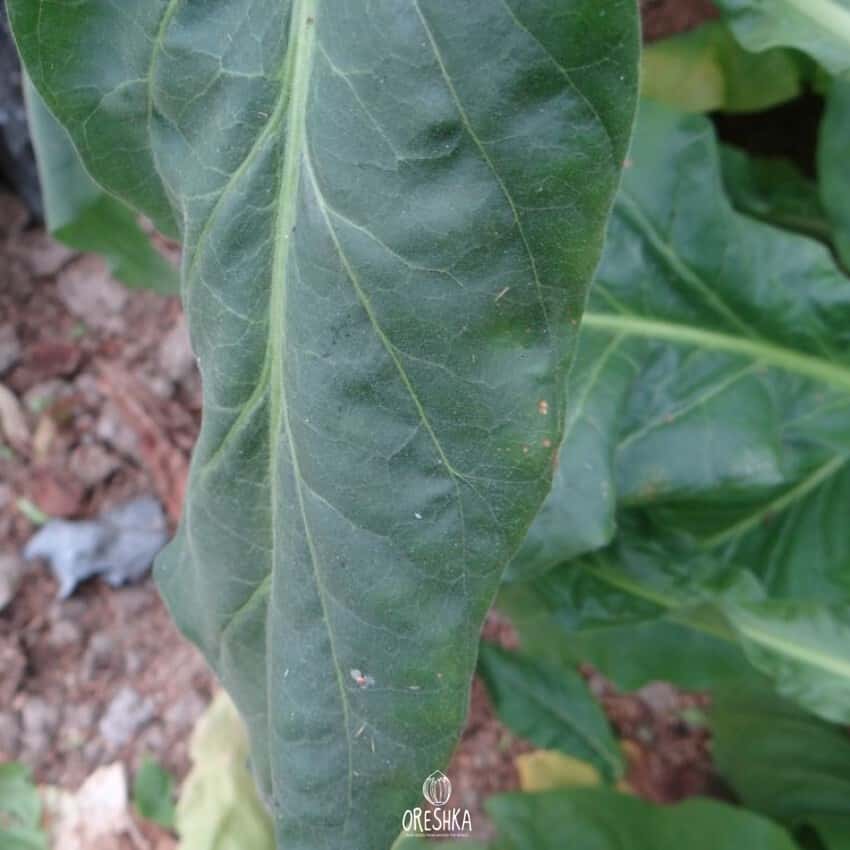 Tobacco Bosikappal Seeds
