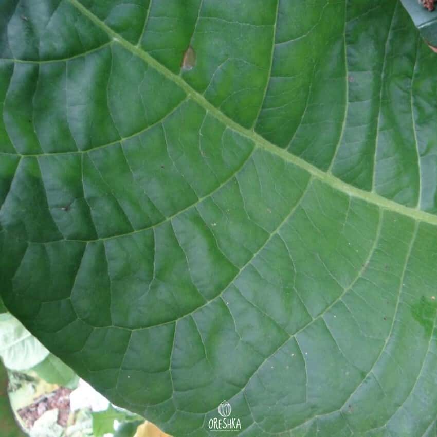 Tobacco Virginia Hugo leafe Seeds