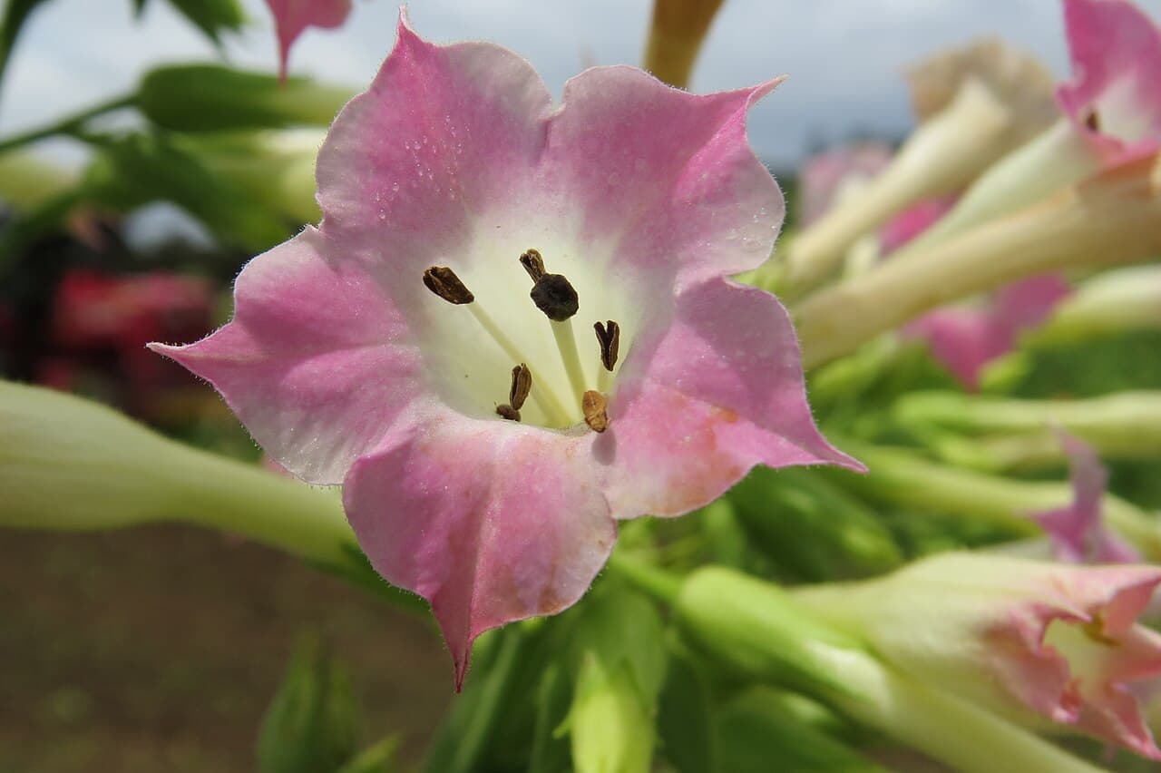 Reference image for Nicotiana tabacum