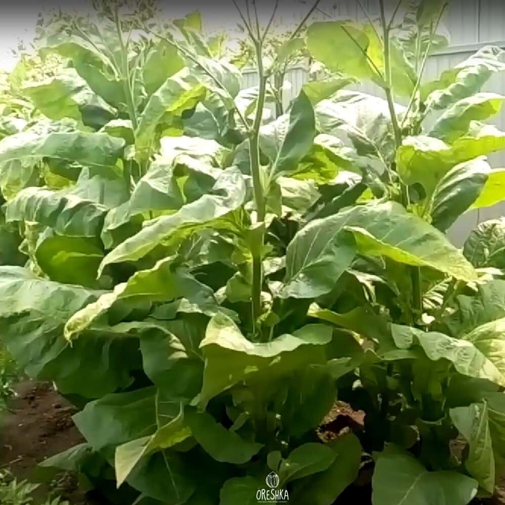Tobacco Golden Wilt Seeds