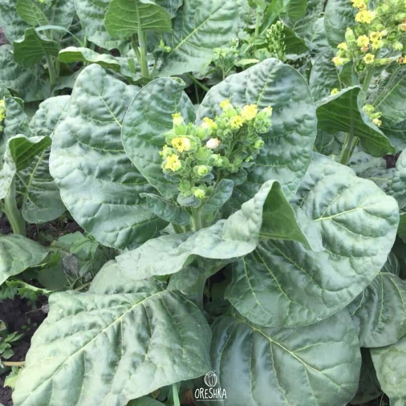 Tobacco Shag Stalingradskaya Seeds