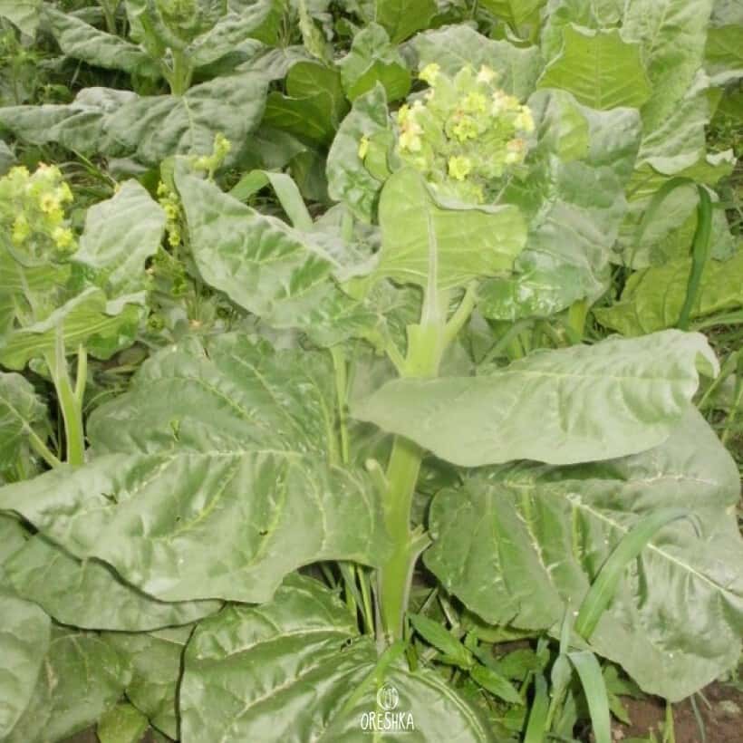 Shag Vergun Seeds