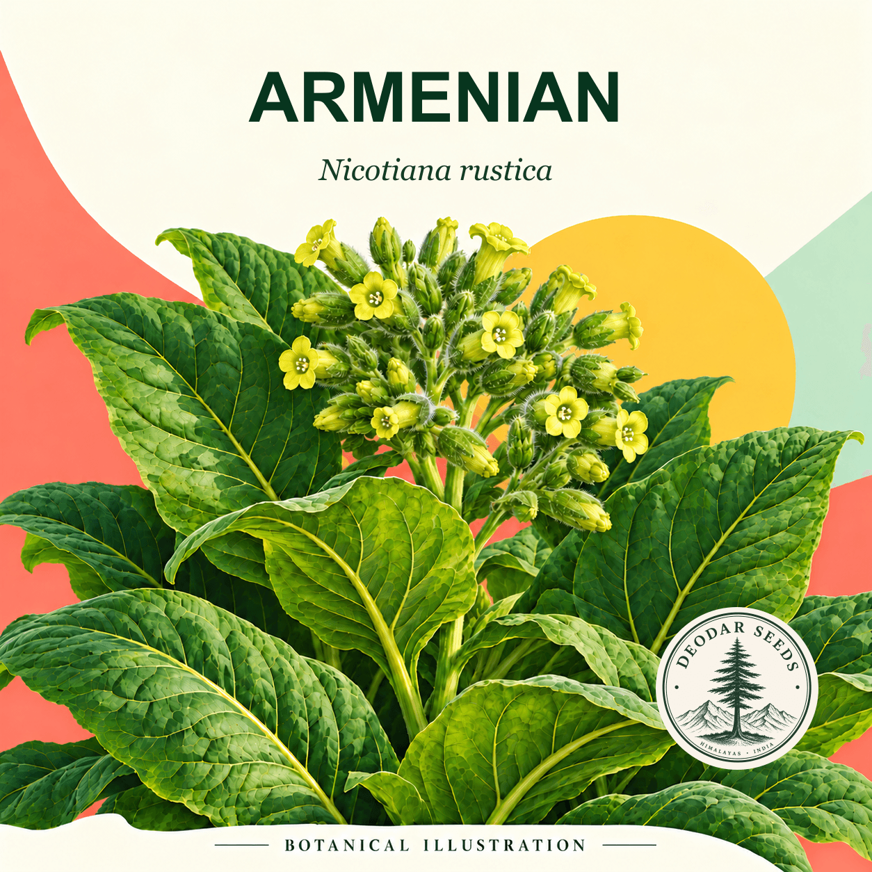 Illustrated cover: ARMENIAN (Nicotiana rustica)