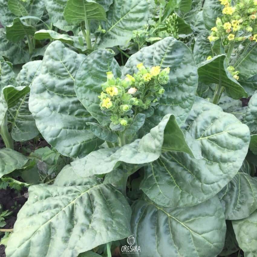Shag Armenian Seeds