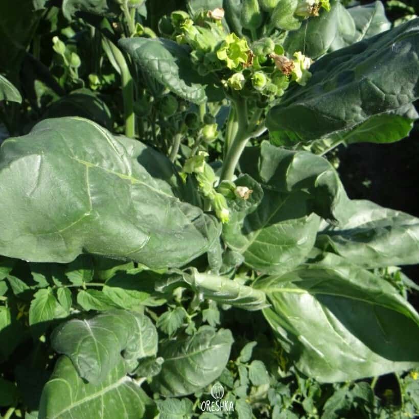 Shag Bakun black Seeds