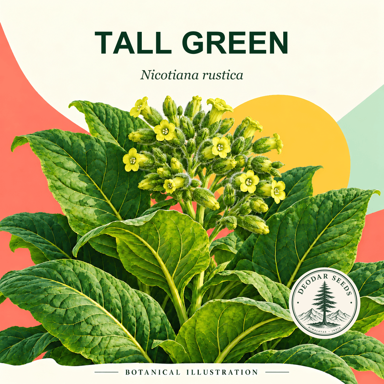 Illustrated cover: TALL GREEN (Nicotiana rustica)