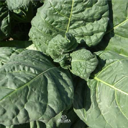 Shag Soviet Seeds