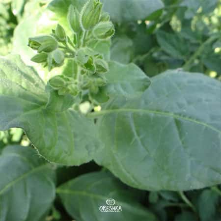 Shag India Seeds