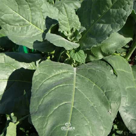 Shag Punche Mexicano Seeds